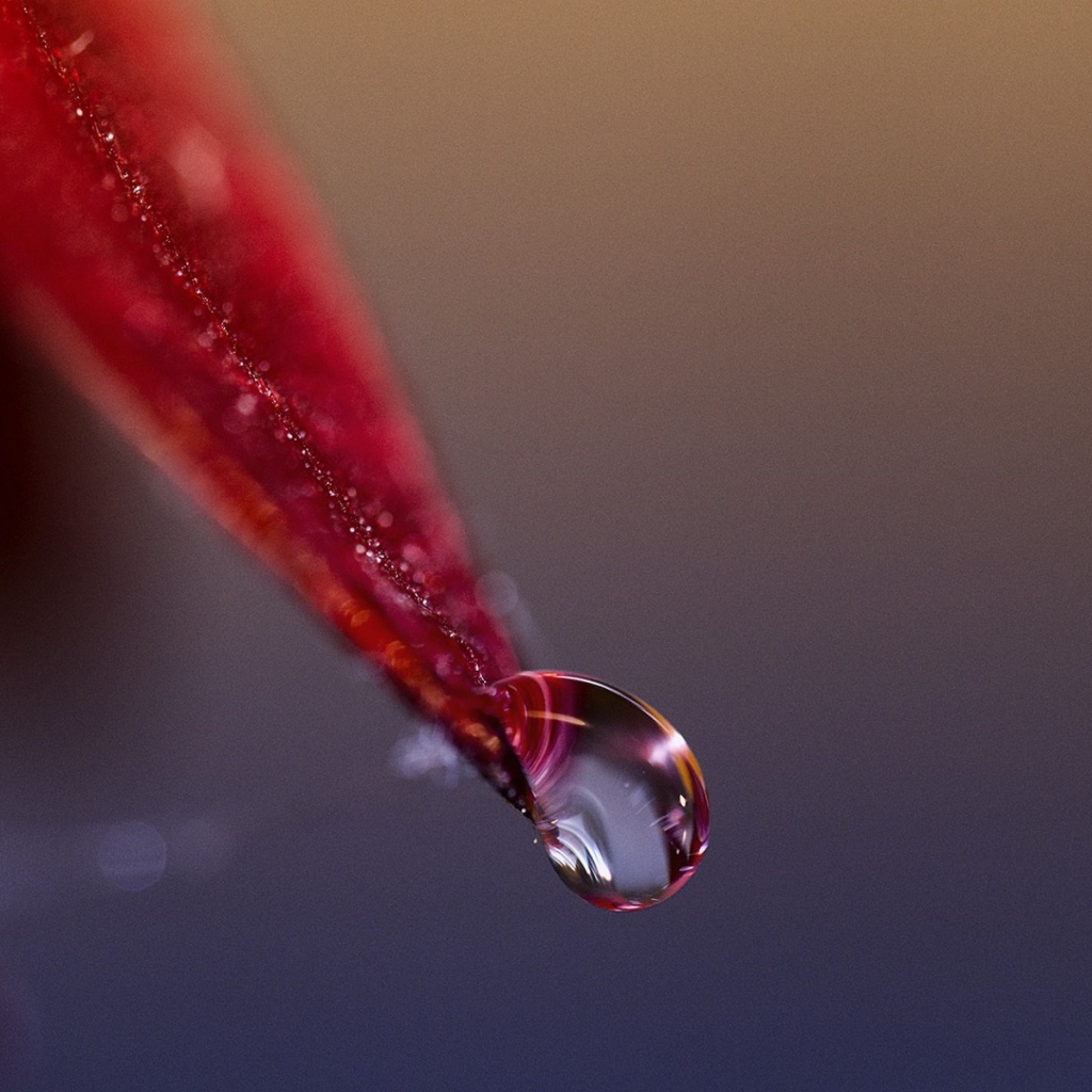 Капля стекает с красного лепестка
