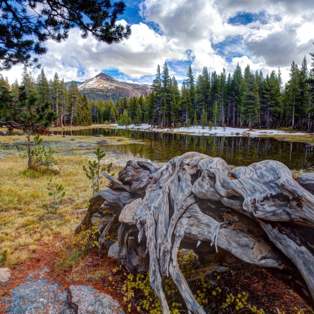 Сухие остатки деревьев