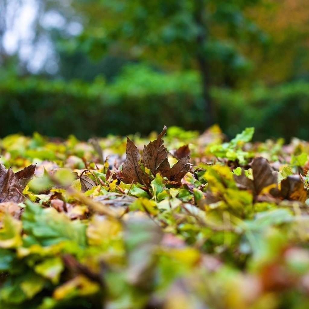 Опавшие листья на траве вблизи