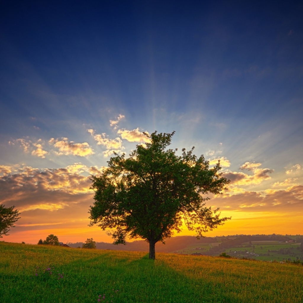 Зеленое дерево на фоне заката