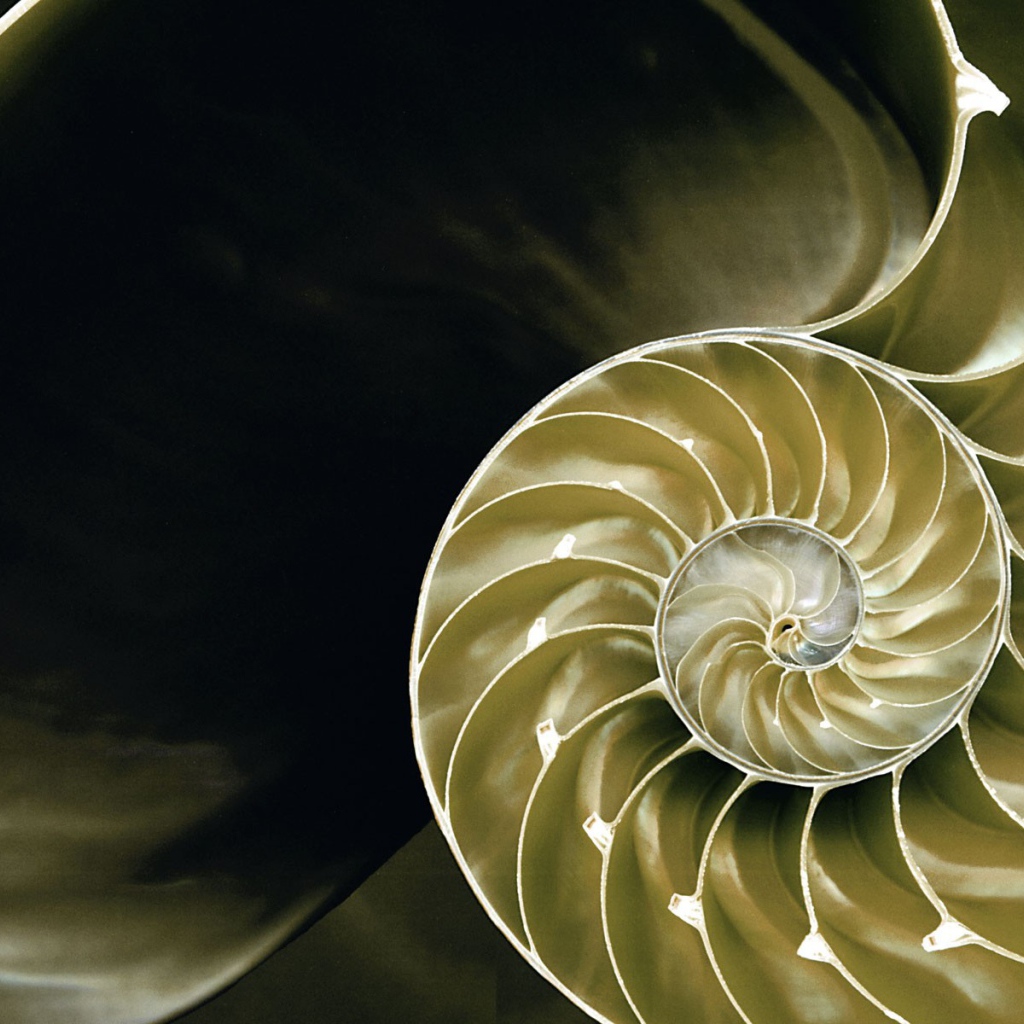 Большая ракушка в разрезе