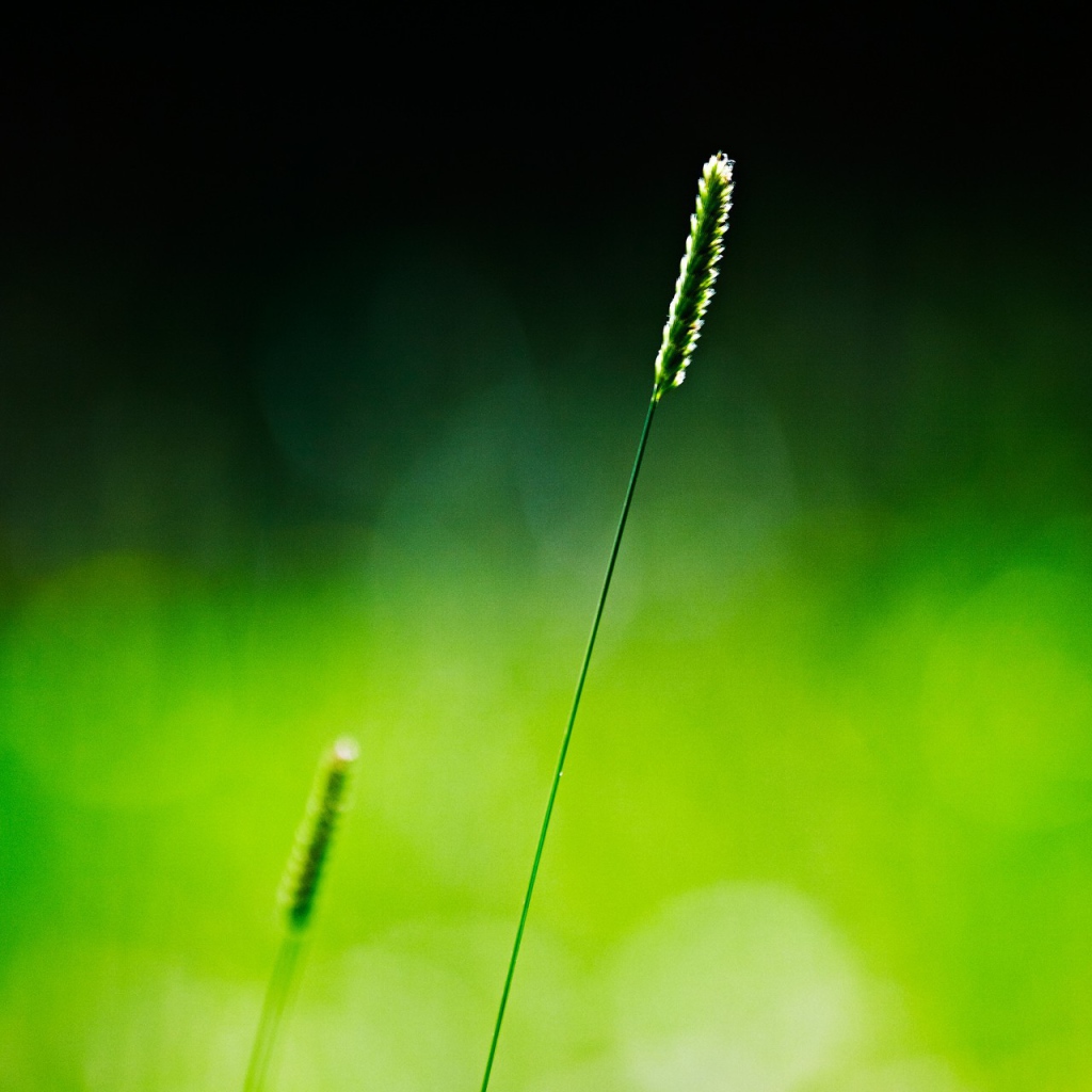 Одинокий зеленый колосок