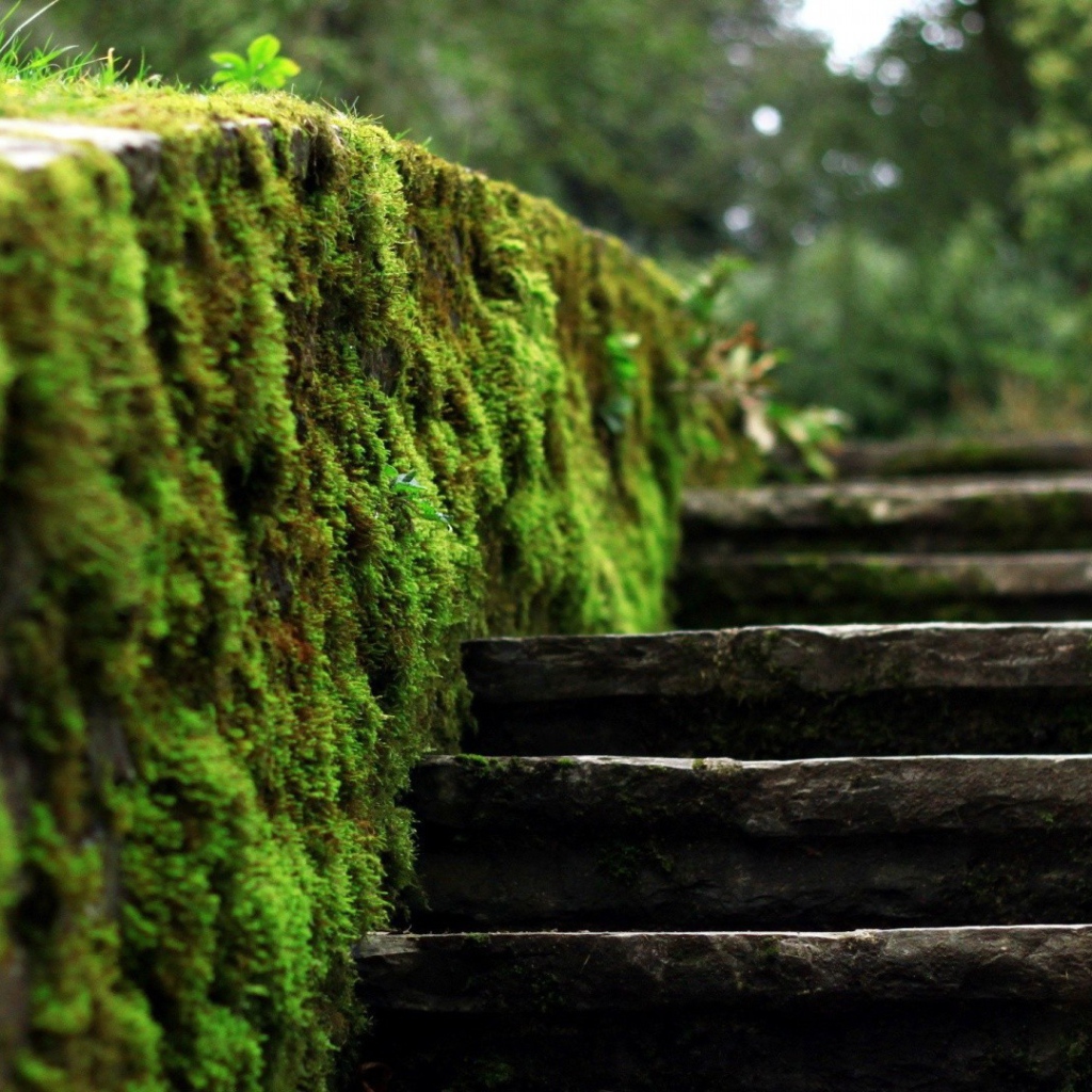 Мох на краю каменной лестницы