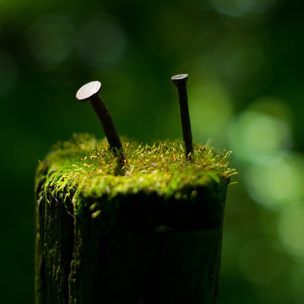Гвозди среди мха на пеньке