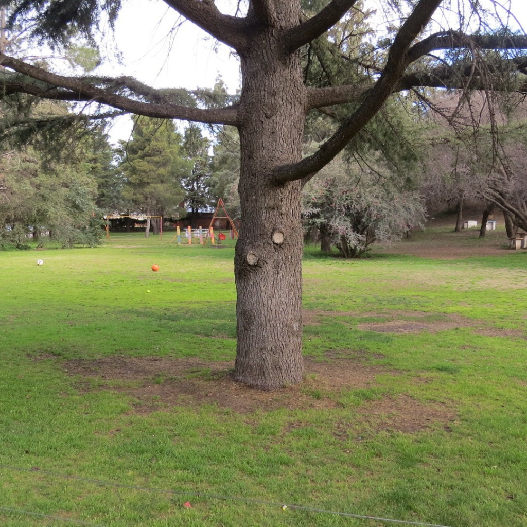 Старое дерево в саду