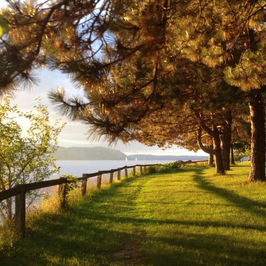 Парк с хвойными деревьями