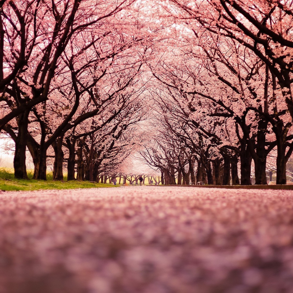 Розовая аллея цветущей сакуры