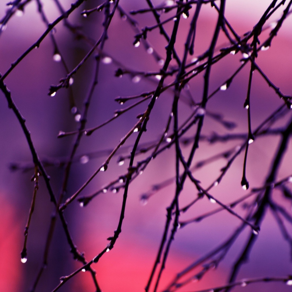 Капли дождя на концах веток дерева