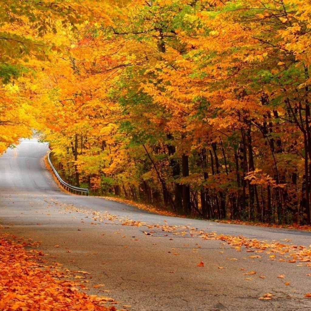 Автомобильная дорога в осеннем лесу