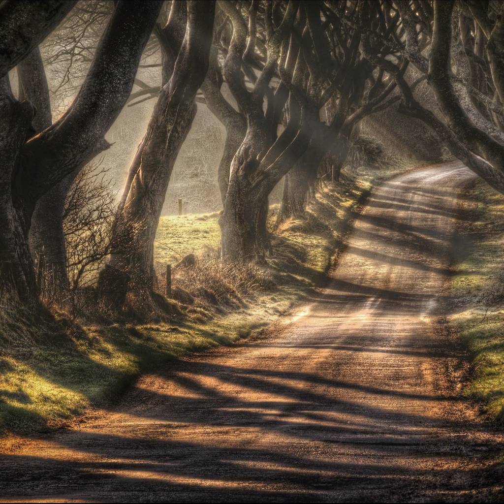 Road surrounded by old trees