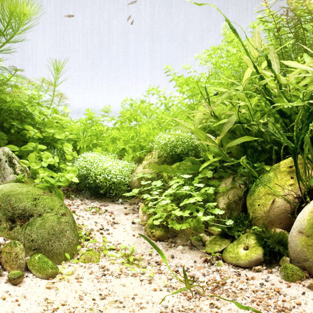 Гладкие камни среди водорослей