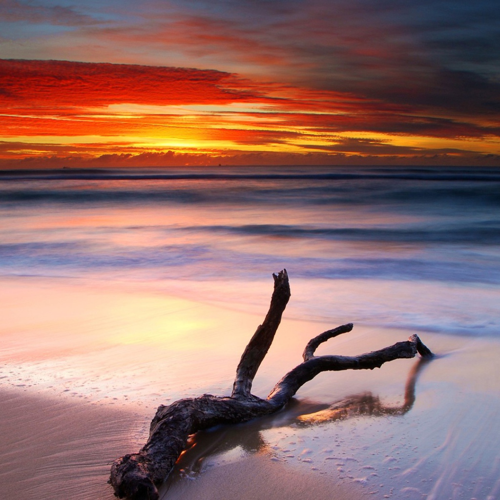 Коряга на белом песке пляжа на закате