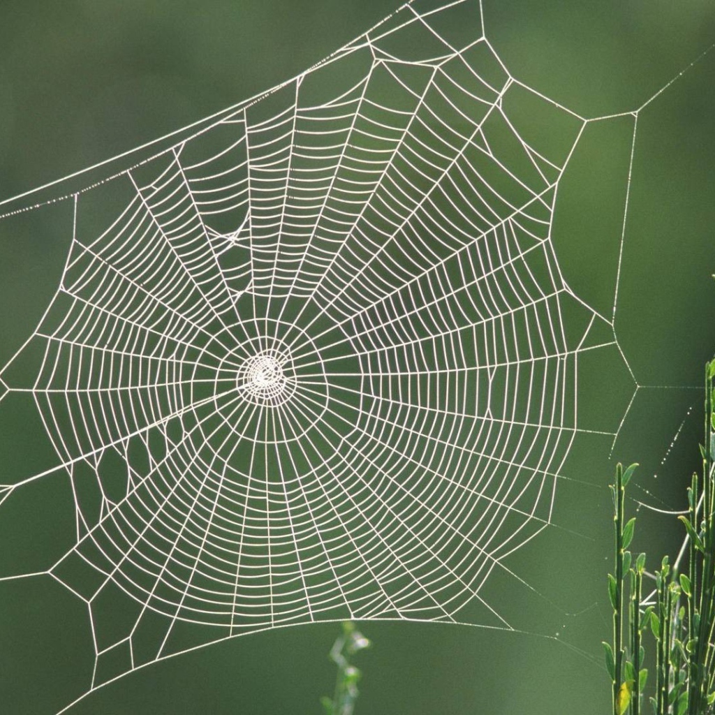 Паутина между двух зеленых стеблей