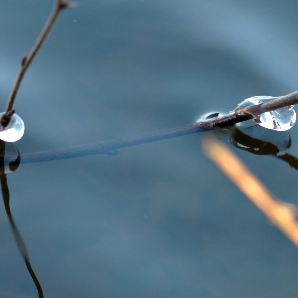 Веточка дерева в воде
