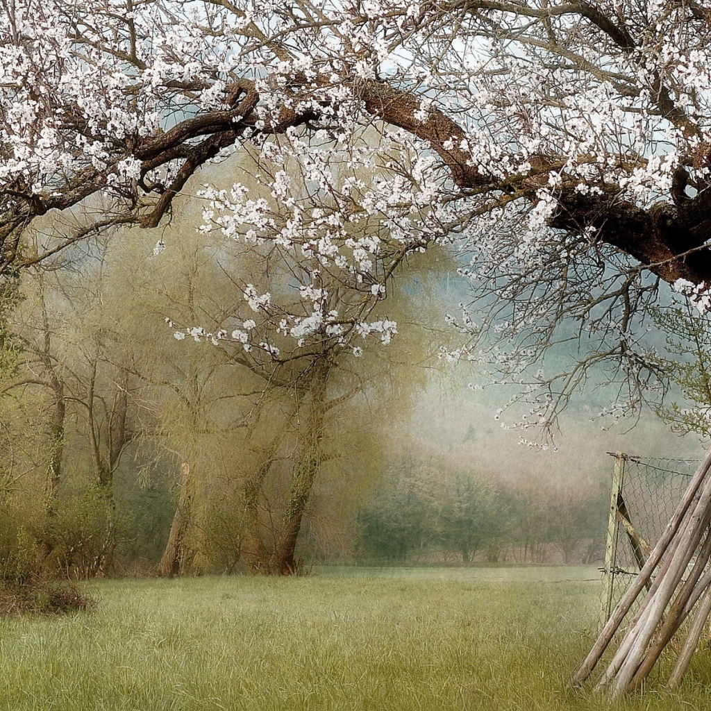 Палки у ствола цветущего дерева