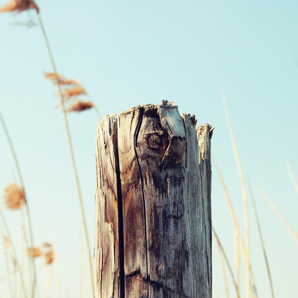 Пенек на фоне неба