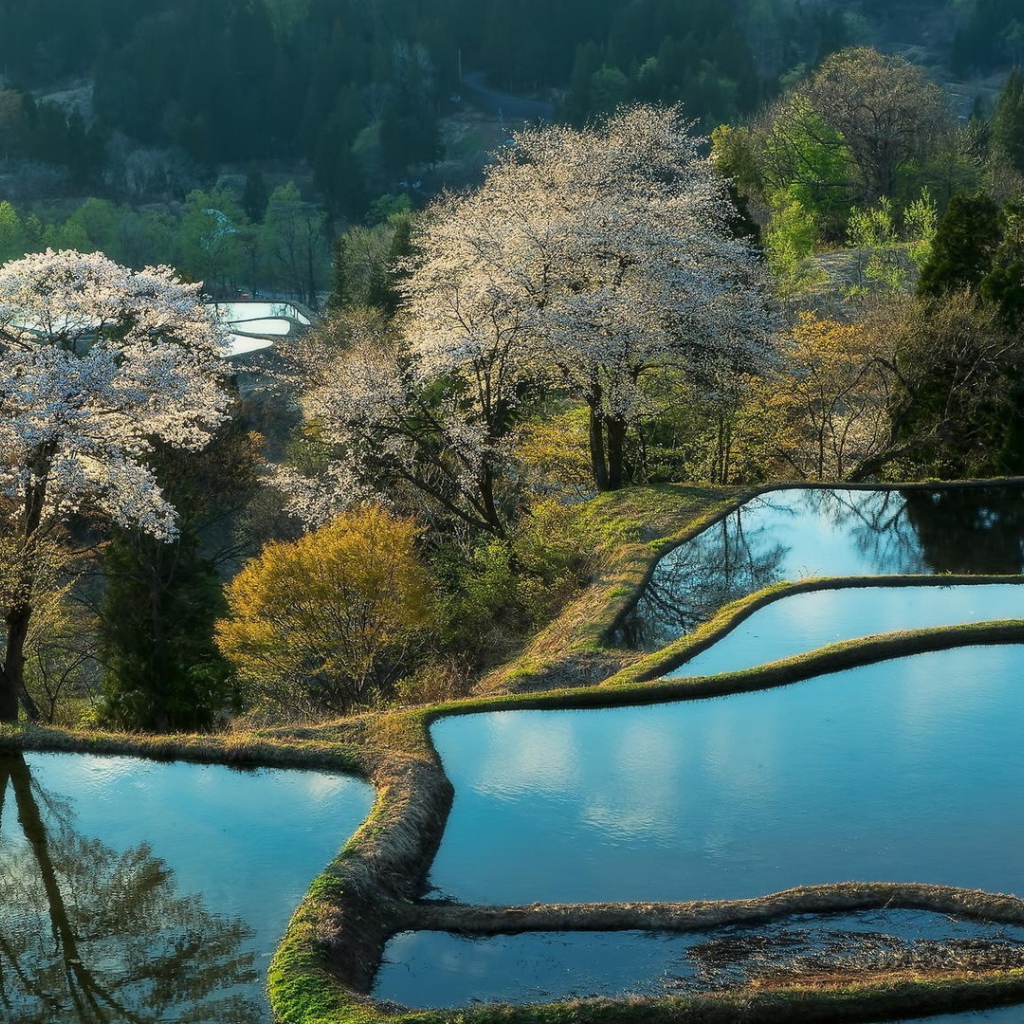 Террасы покрытые водой и цветущие деревья