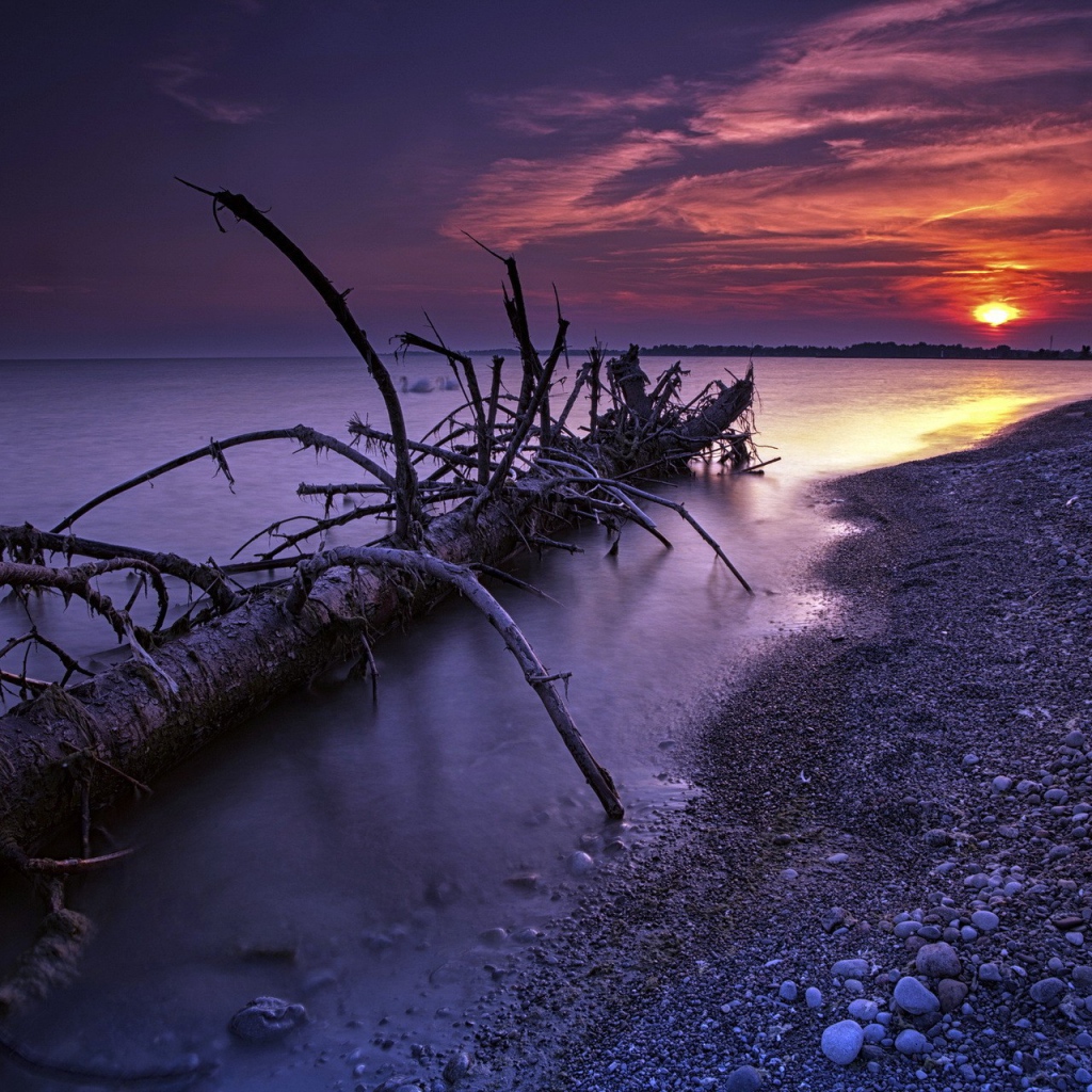 Ствол дерева прибило к берегу