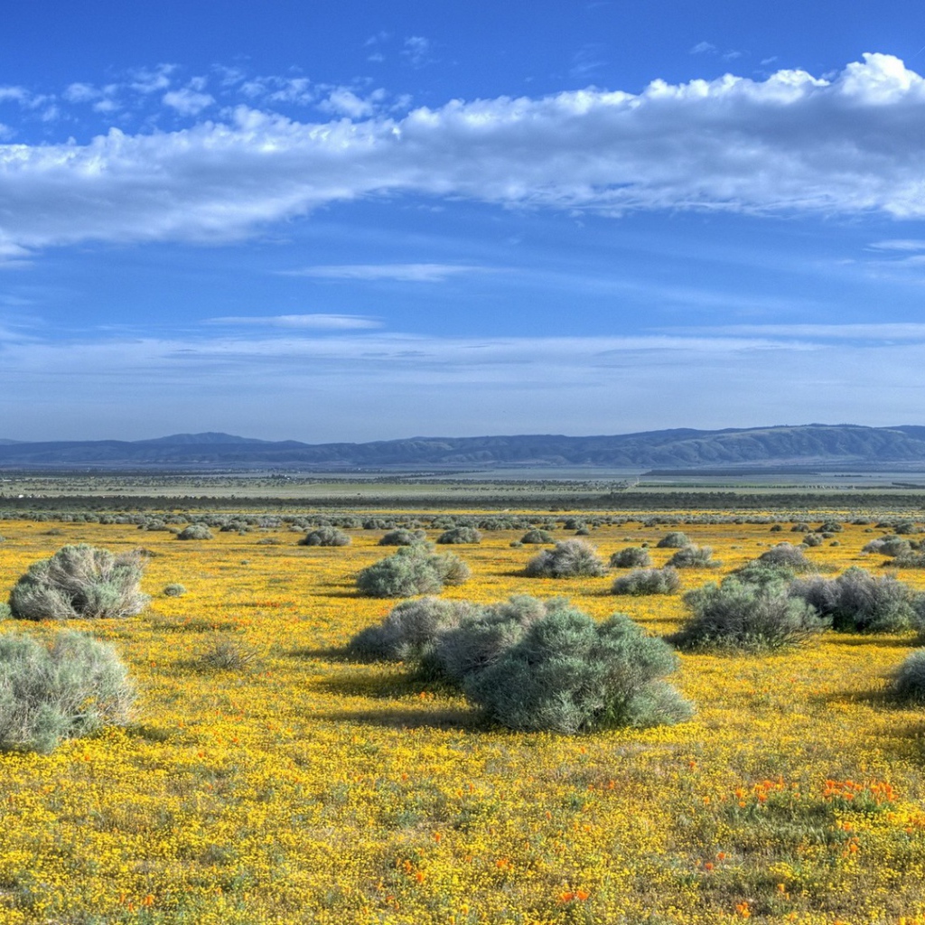 Растительность на равнине в предгорье