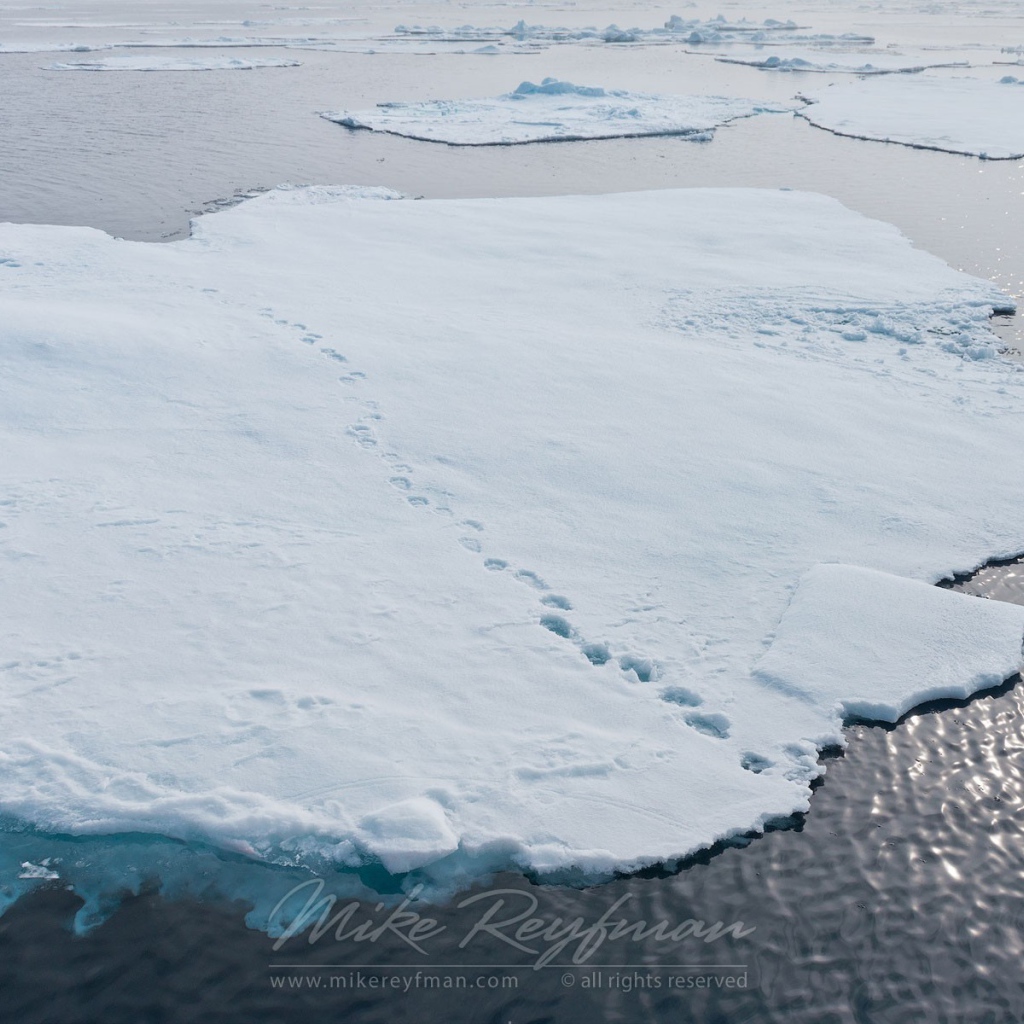 Следы зверей на отколовшихся льдинах