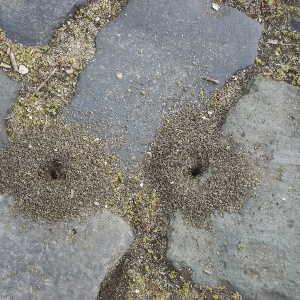 Следы земляных червей среди брусчатки