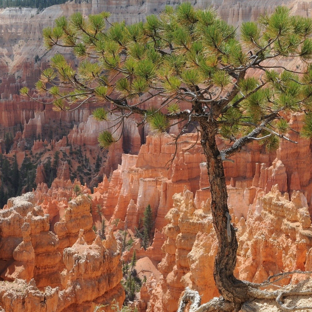 Дерево на фоне каньона Брюса