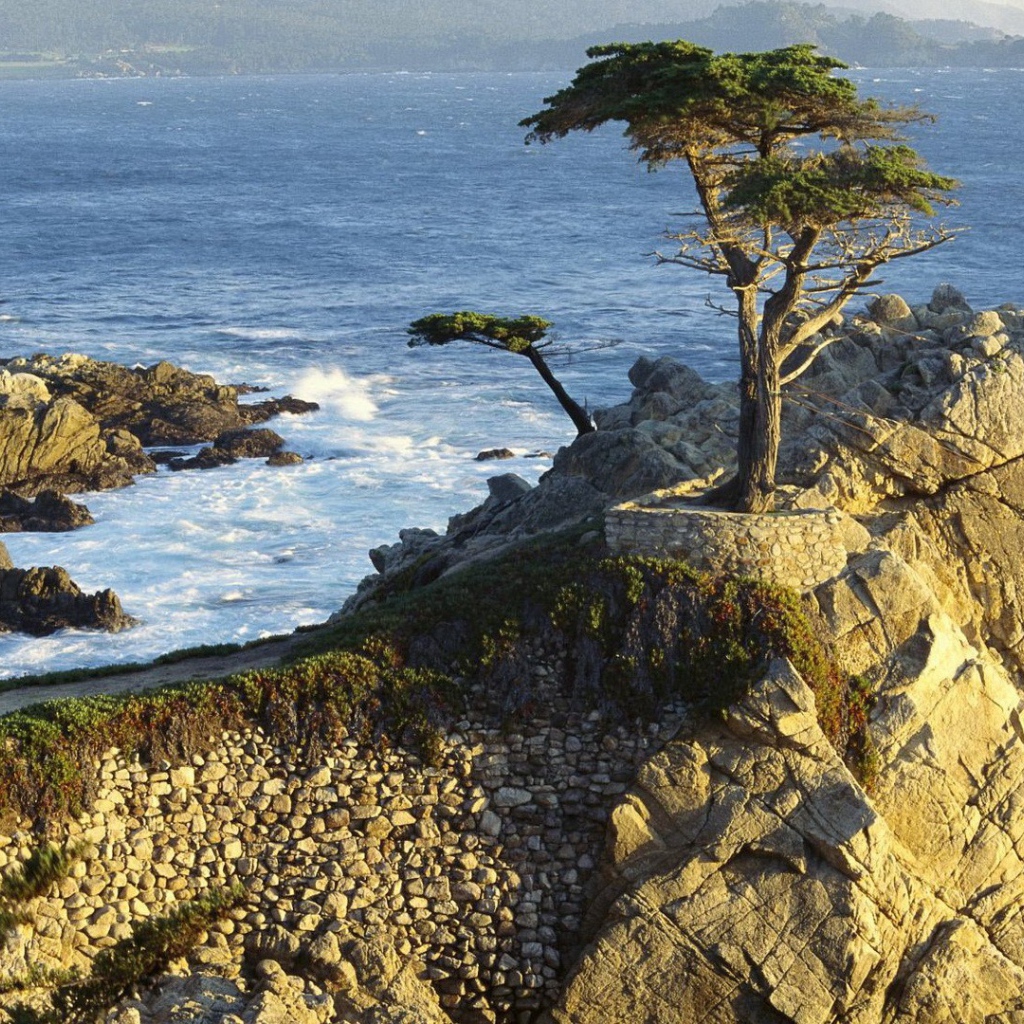 Дерево на каменной скале над морем