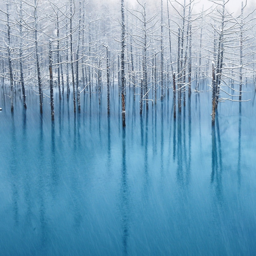 Деревья во время весеннего паводка