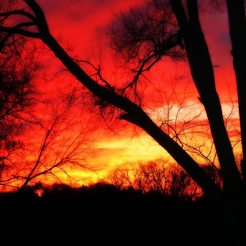 Деревья на фоне огня