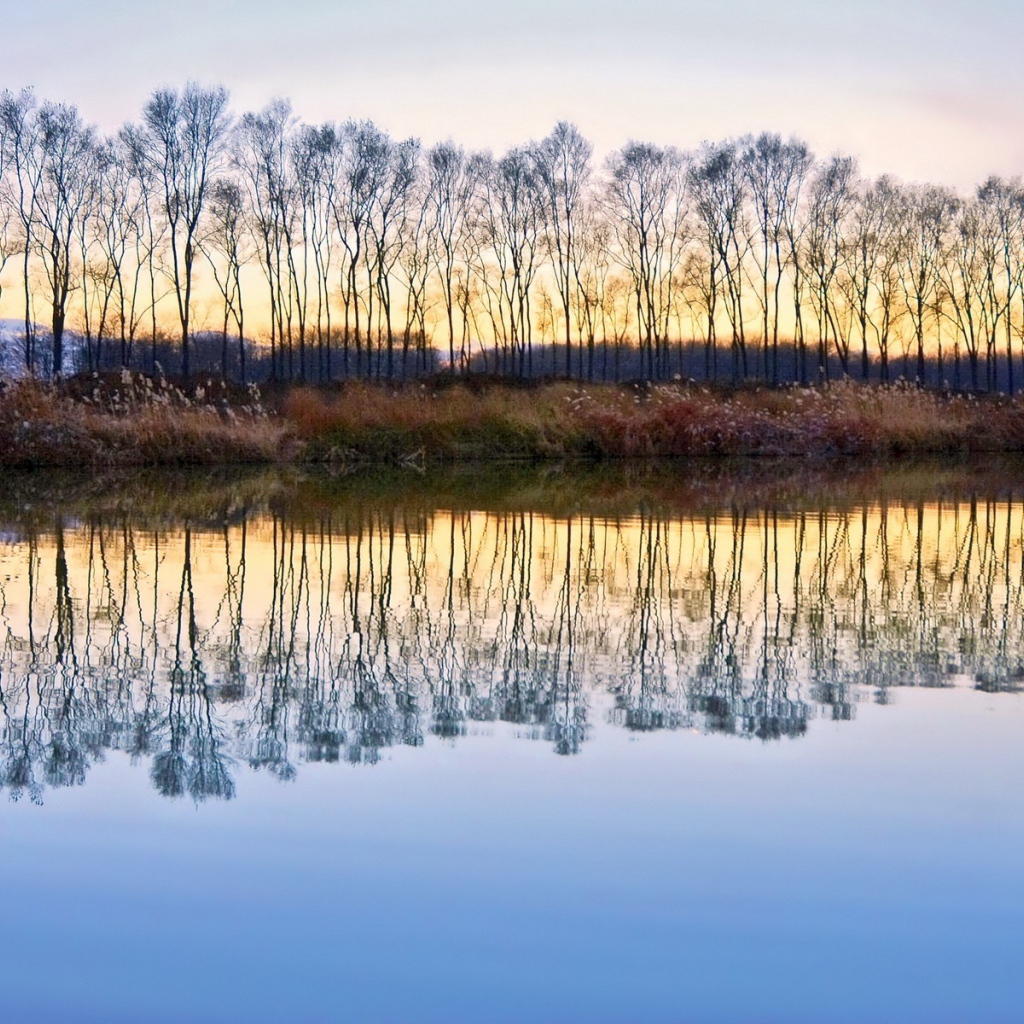Деревья без листьев отражаются в воде