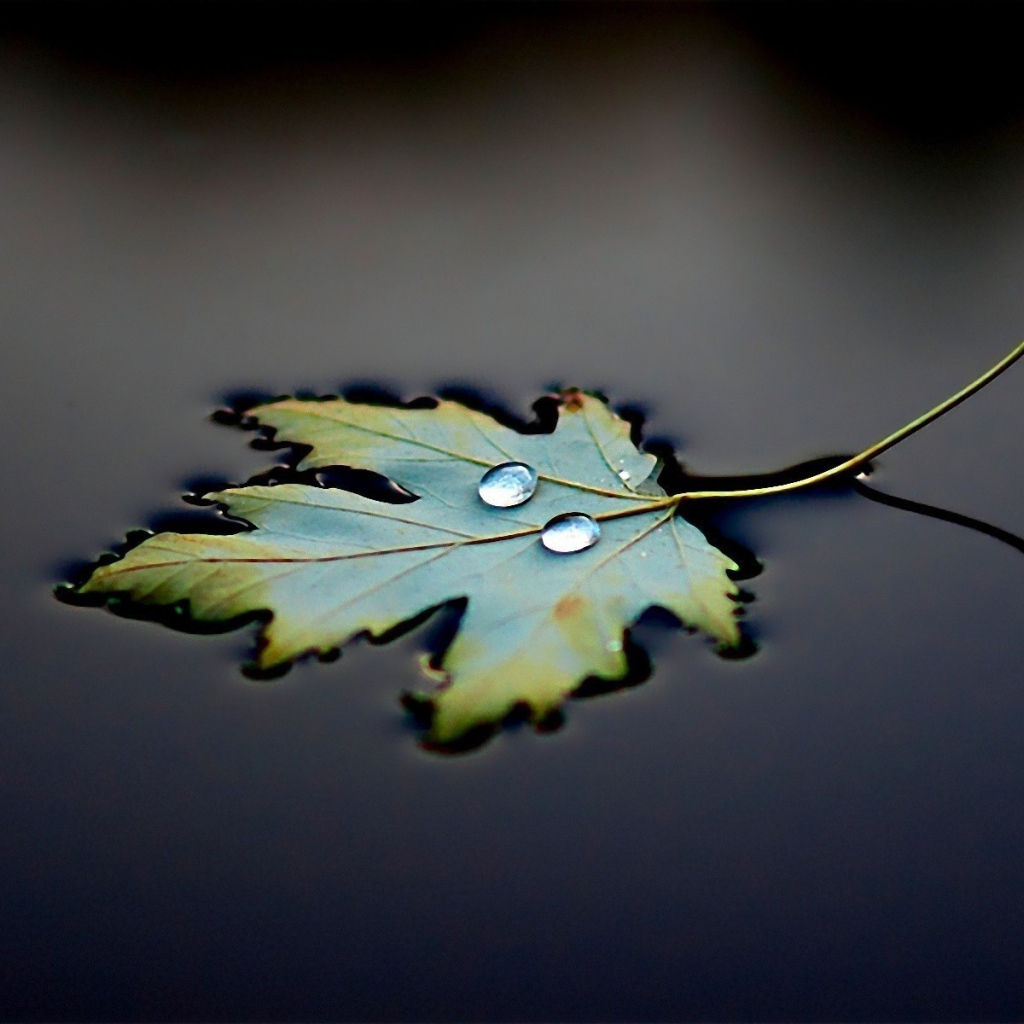 Две капли на плывущем листе