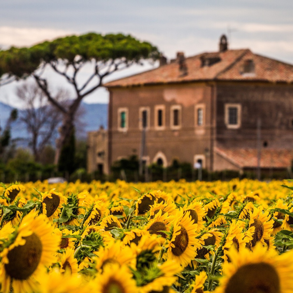 Вилла позади поля подсолнухов