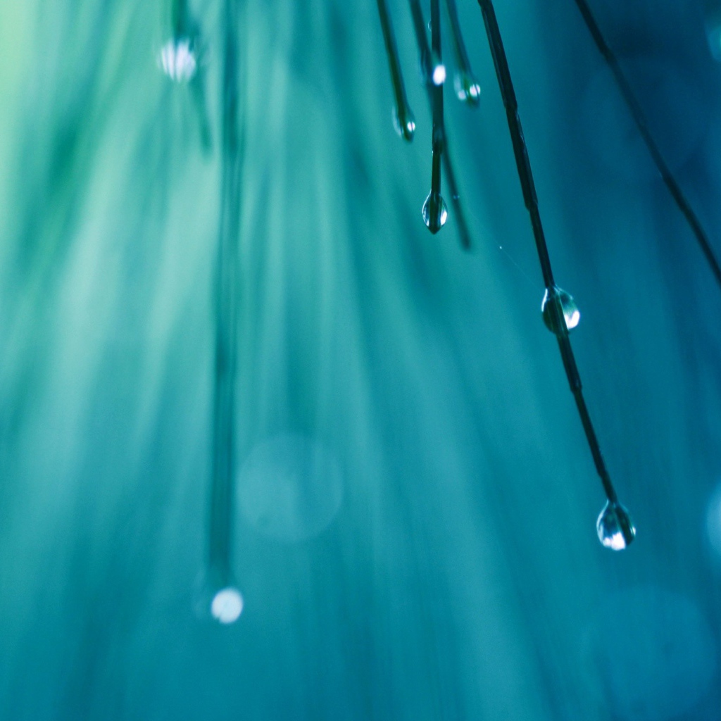 Капли воды на кончиках хвои