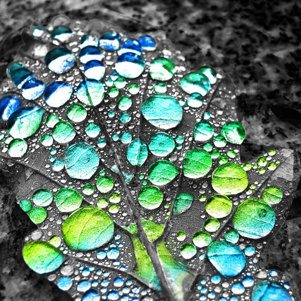 Капли воды показывают цвет листа