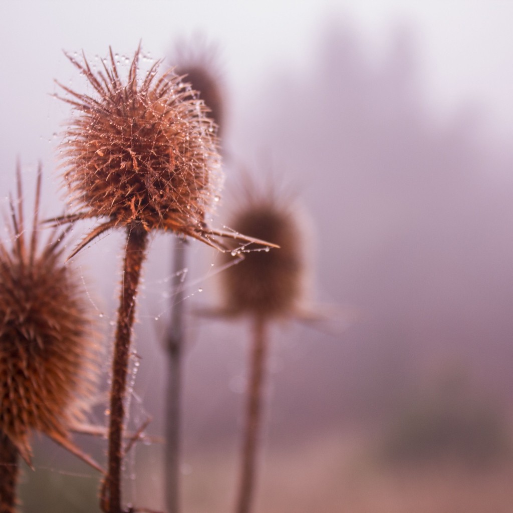 Паутина на сухих бутонах сорняков