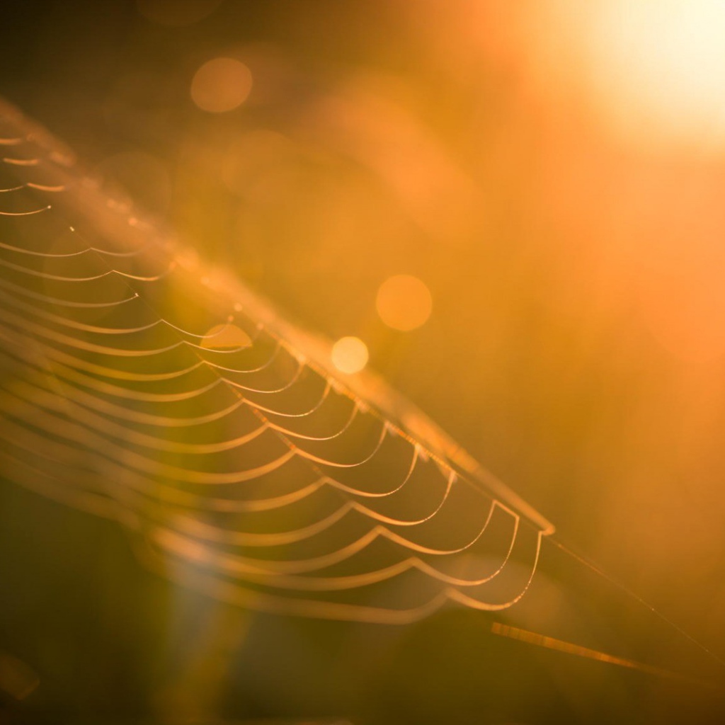Паутина в лучах закатного солнца