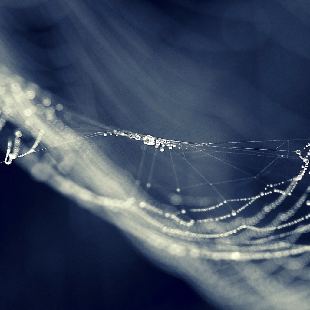 Паутина провисла от влаги