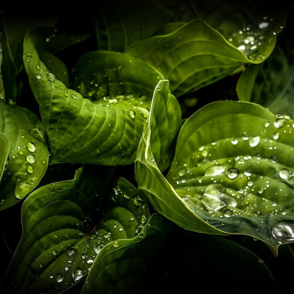 Wet green leaves of plants