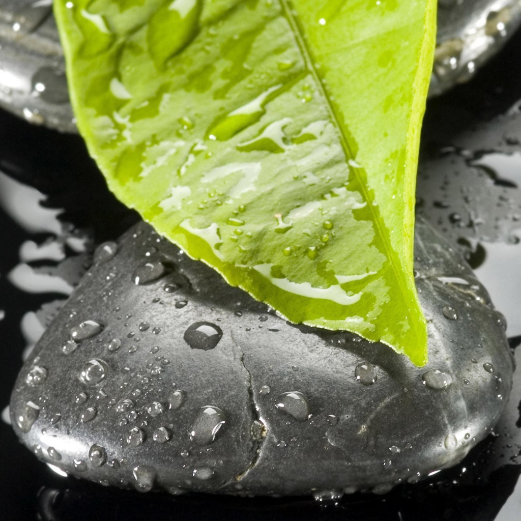 Мокрый лист на мокром черном камне
