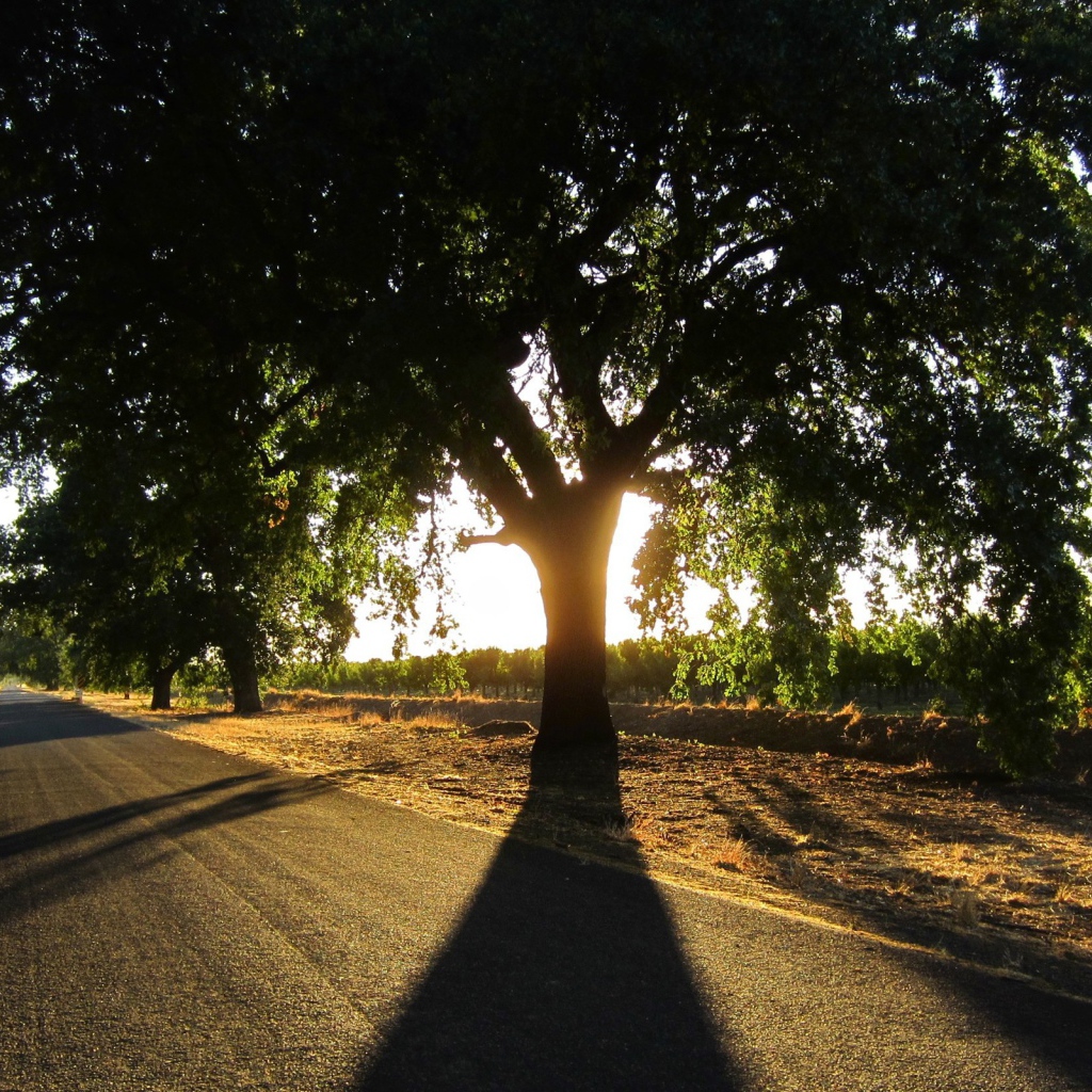 Широкая крона у придорожного дерева