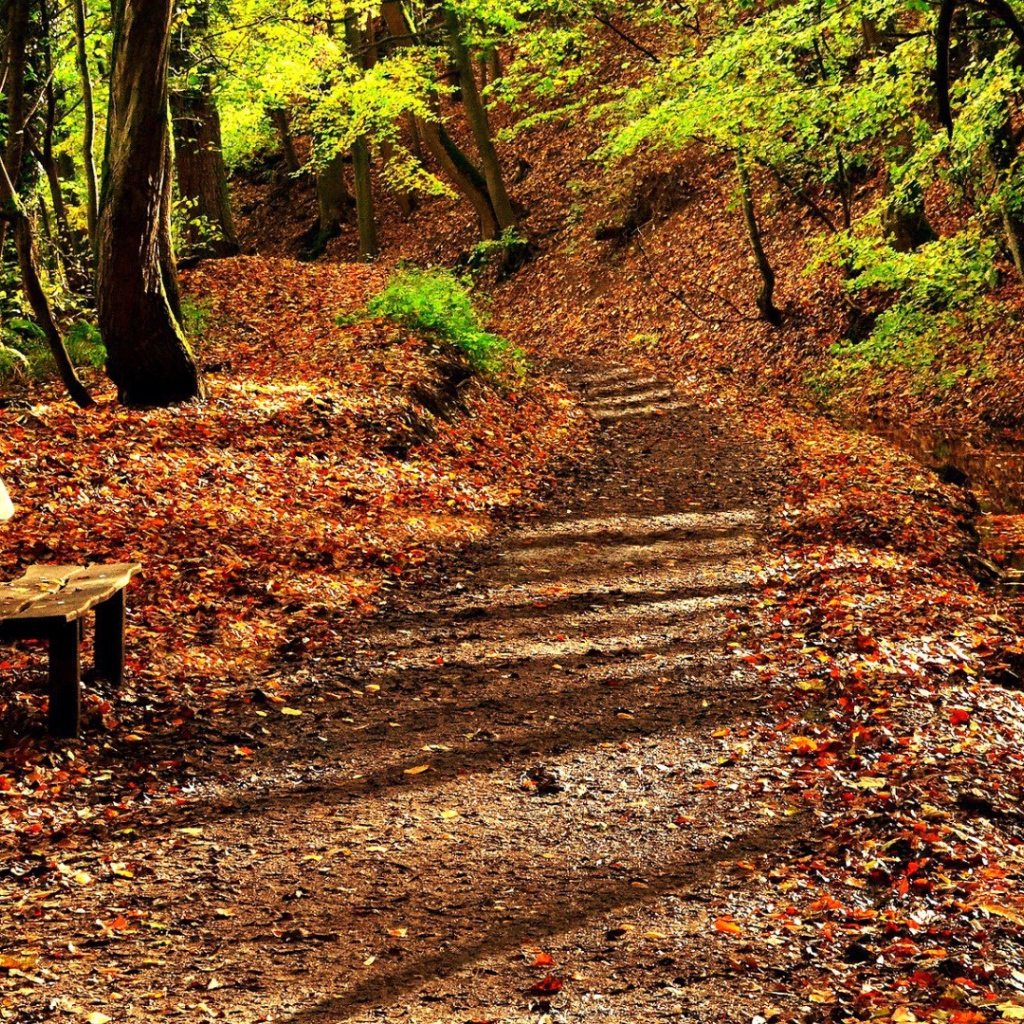 Деревянная скамья на усыпанной листьями аллее