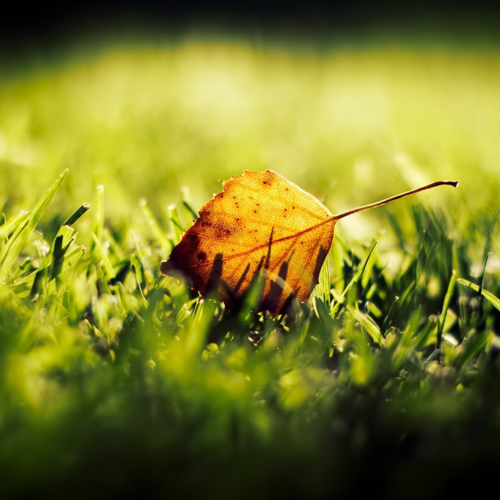 Желтый лист на зеленой траве