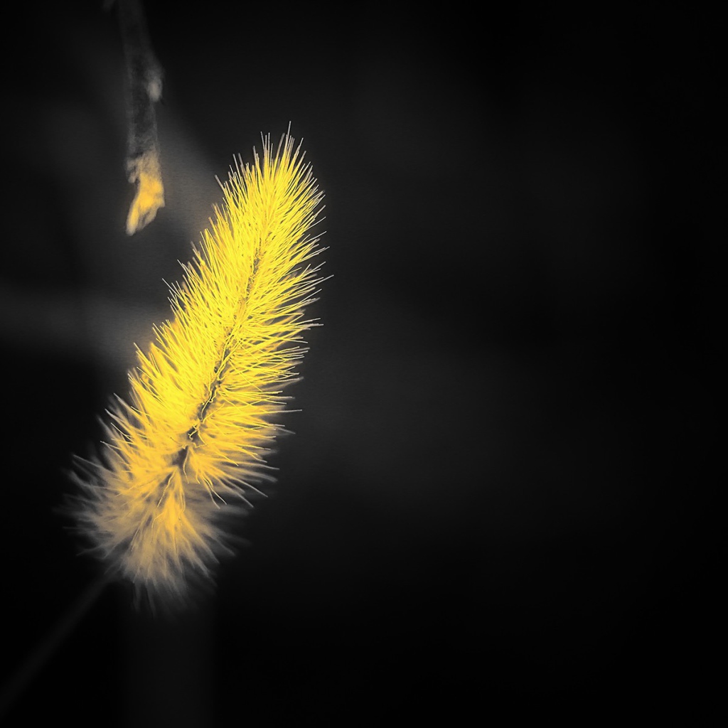 Желтый мохнатый колосок на черном фоне