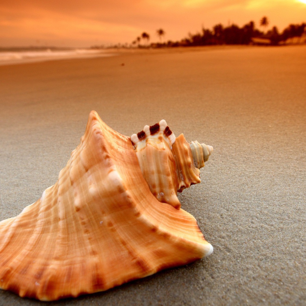 Пустая ракушка на песке пляжа