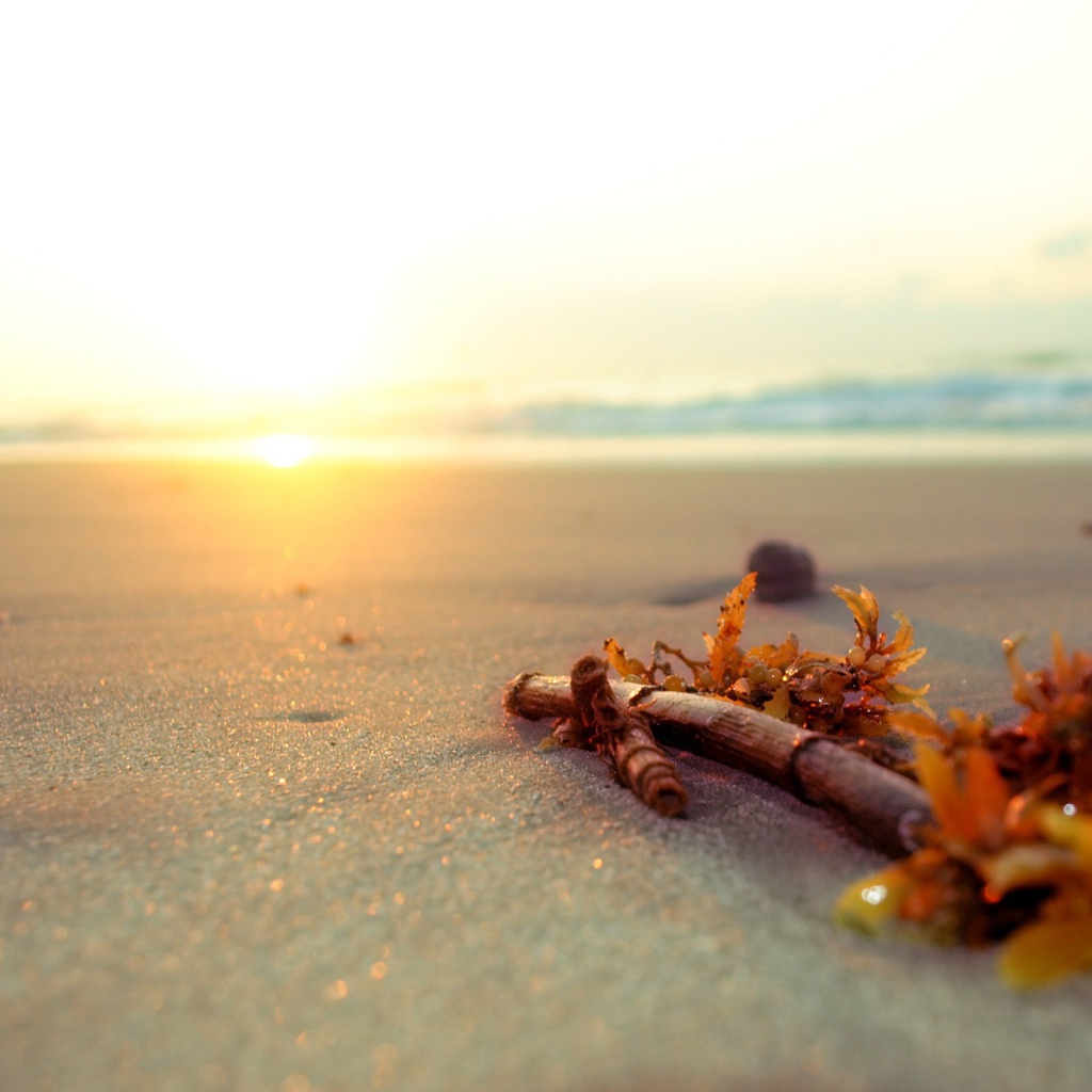 Ветку бамбука выбросило на пляж