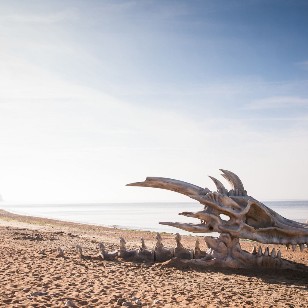 Череп дракона на пляже