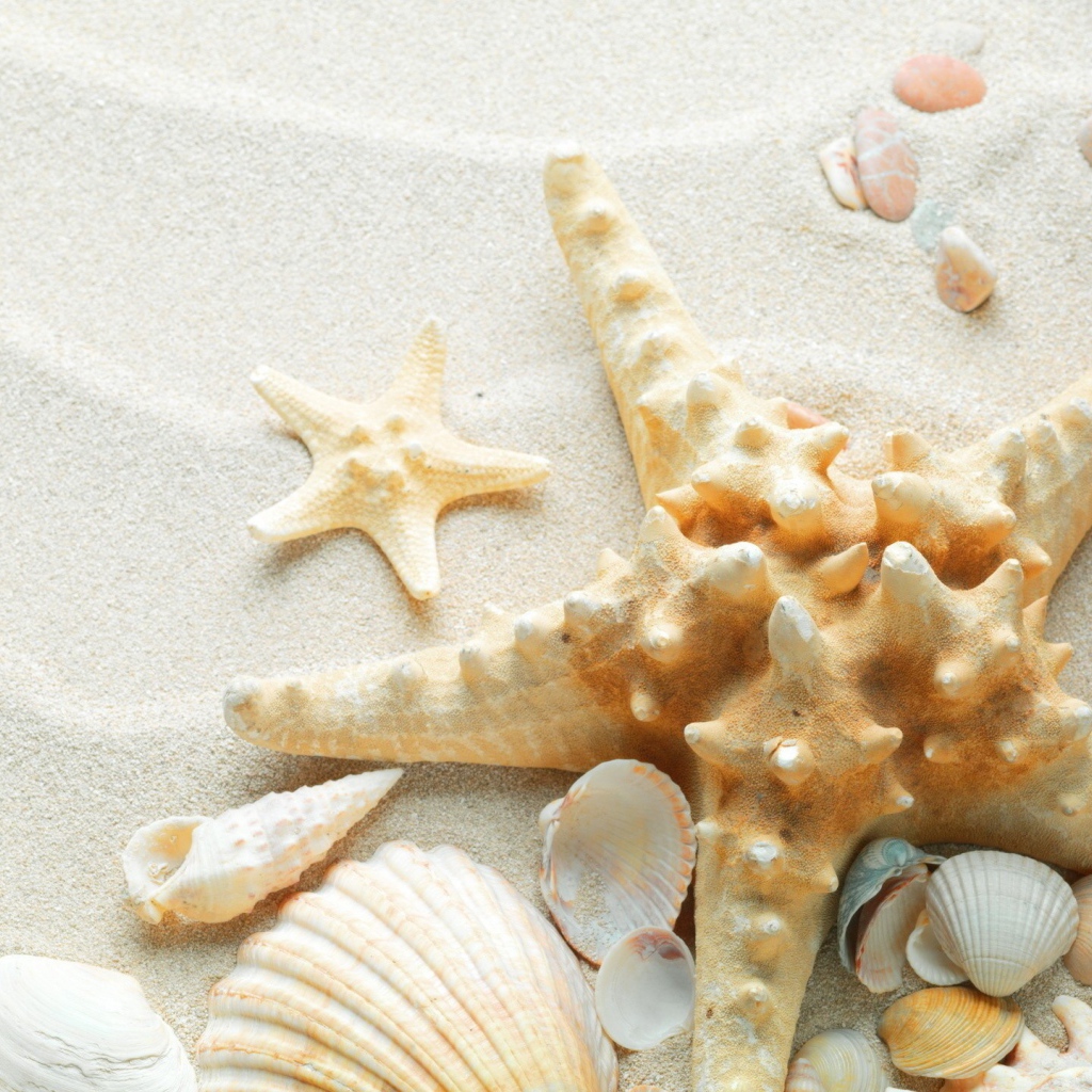 Окаменевшая звезда на пляже