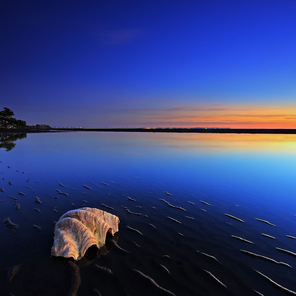 Ракушка на пляже во время прилива