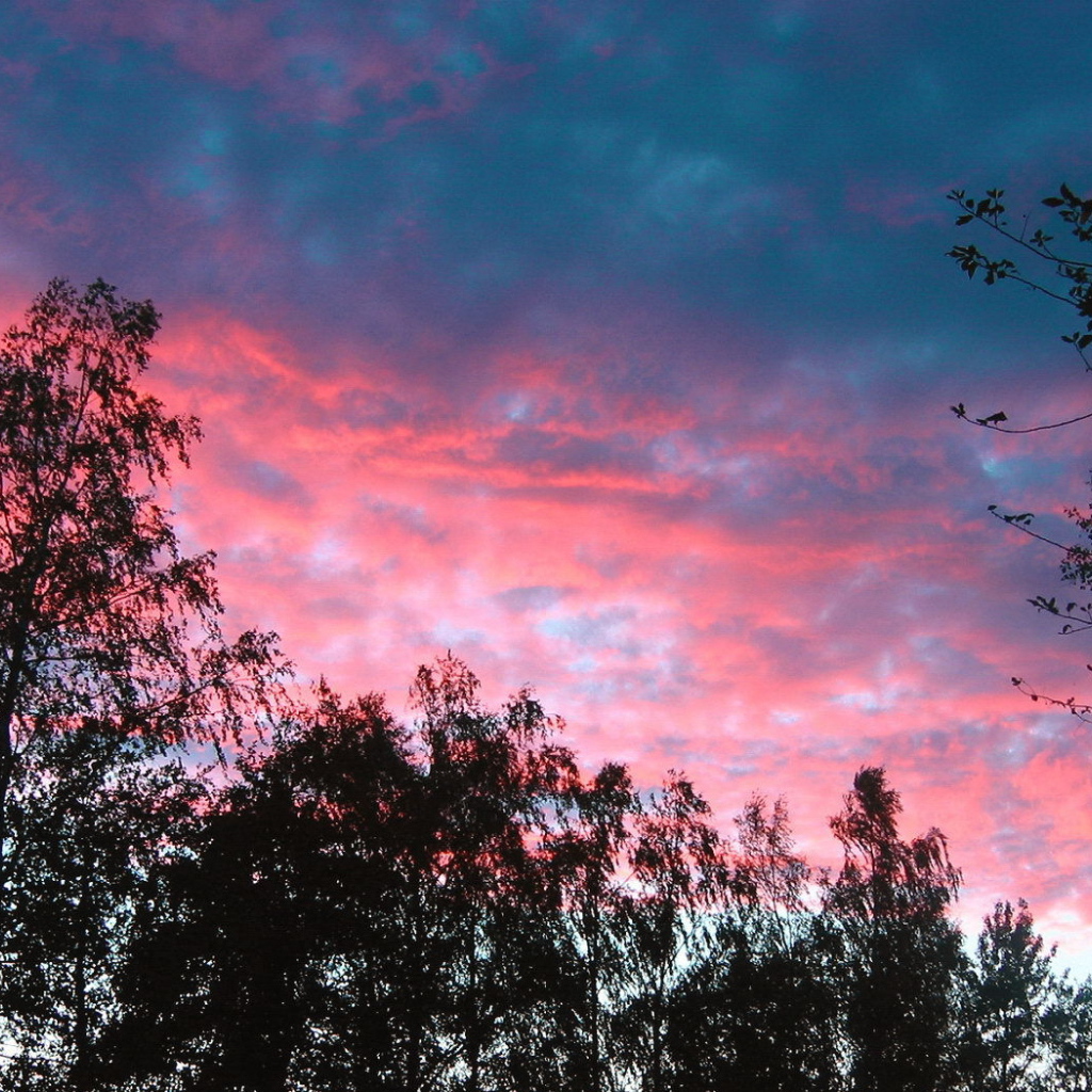 Розовые облака над деревьями