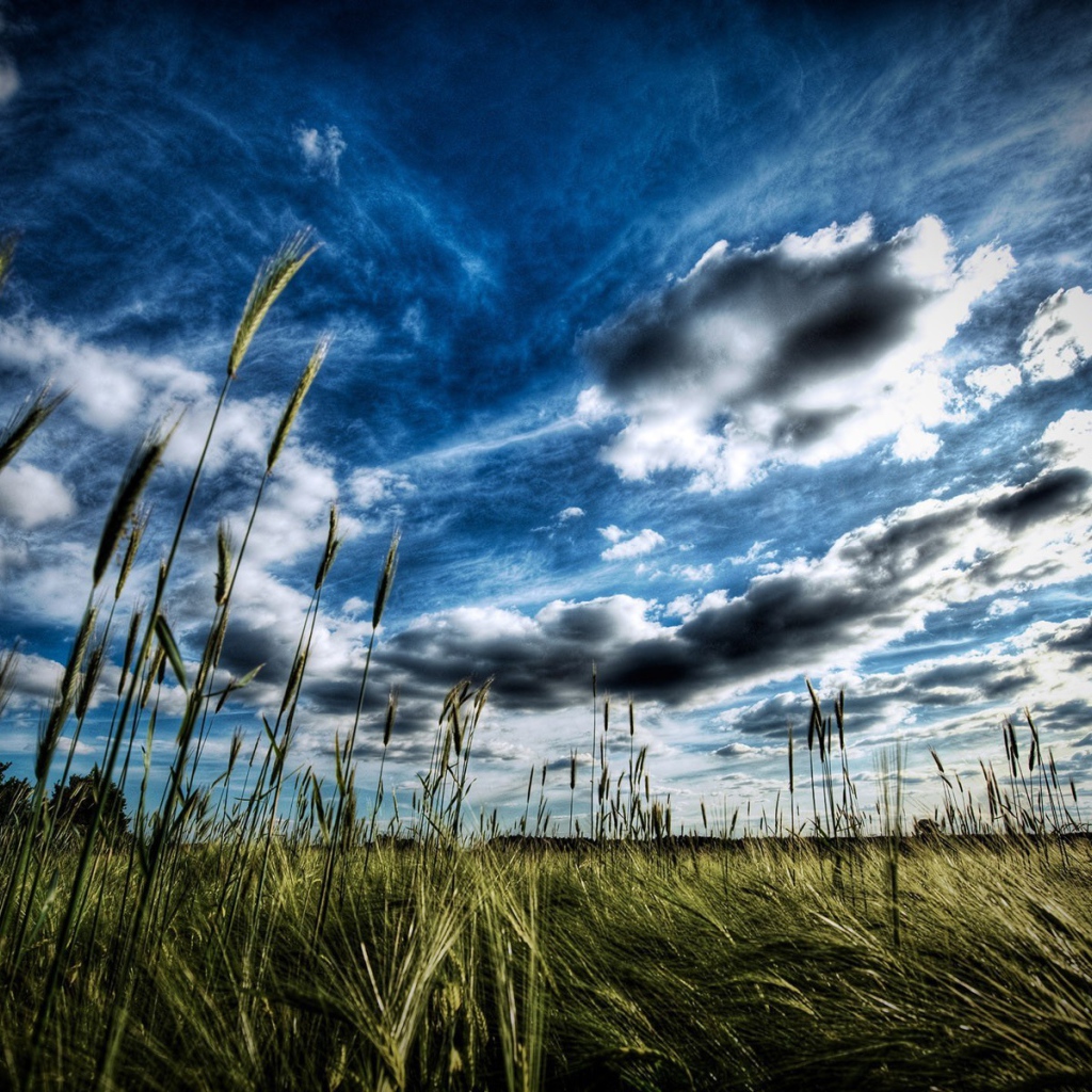 Колоски пшеницы под облаком